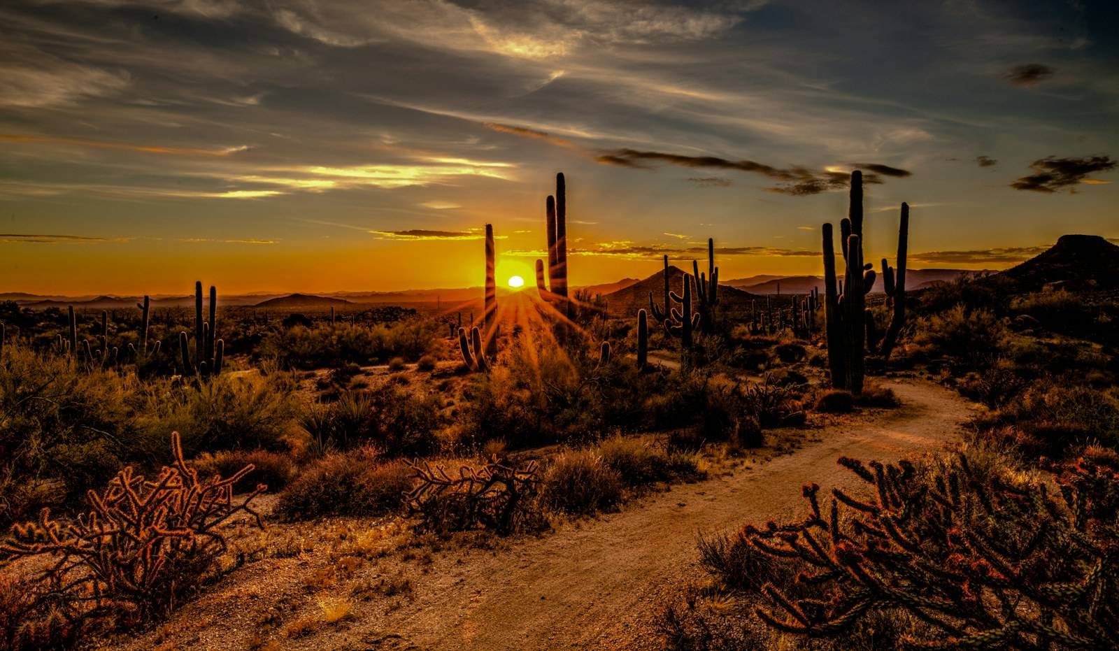 Saguaro cacti silhouetted against a desert sunset near Scottsdale